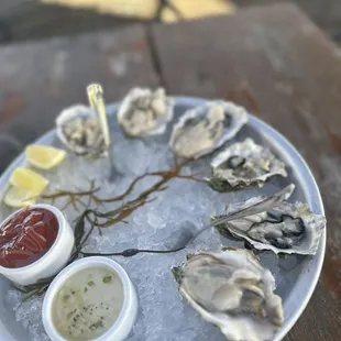Oysters