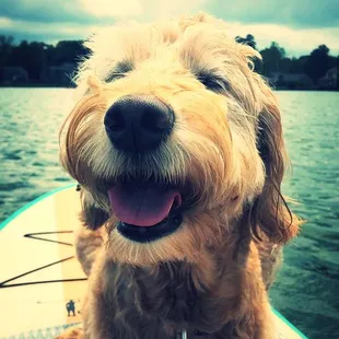 Yankee Doodle paddle boarding