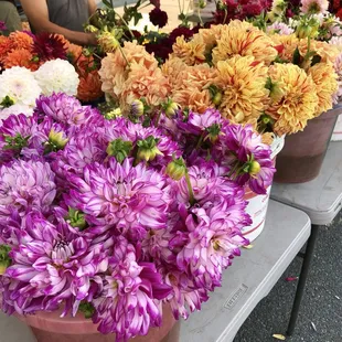 a variety of flowers