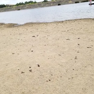 Poop all over the beach