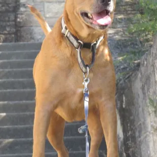 Merlee loves to go down the steps towards the lake at the CCC "Castle" structure and grounds.