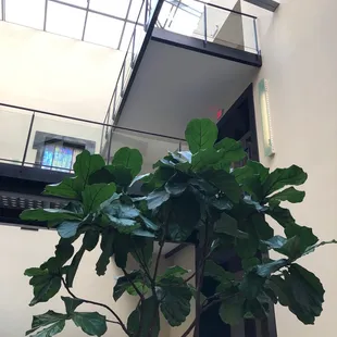 Inside atrium behind place