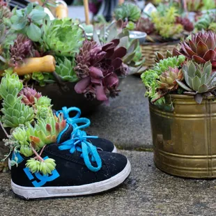 a pair of sneakers with succulents