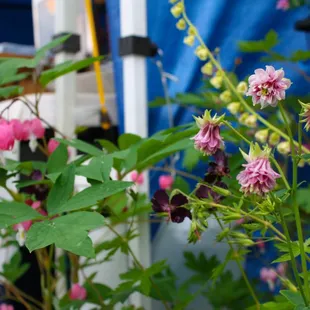 a close up of flowers