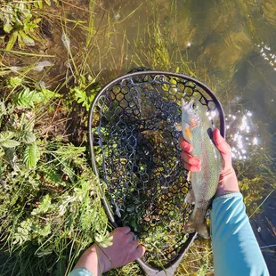 Dream stream success