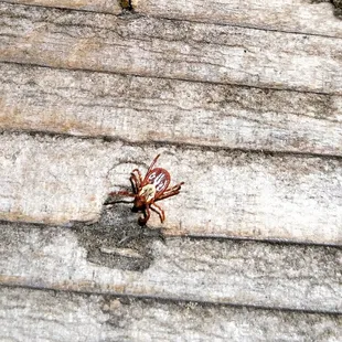 One of the 50 plus ticks that were on us.