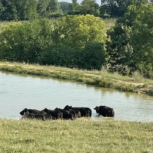 On the casual drive in on a hot August day