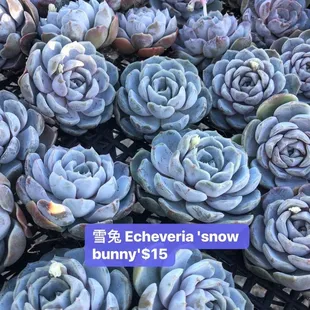 echeveria snow bunny's $ 15