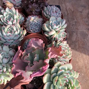 a variety of succulents
