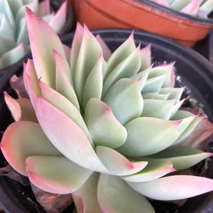 a variety of succulents