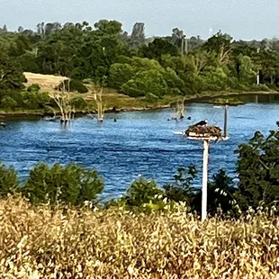 Osprey nest, Lake McSwain.