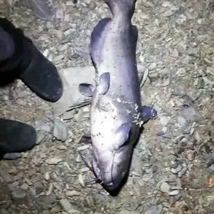 Blue catfish 22 inches 15 lbs off night crawler @6:30ish pm at shore of Lake mcswain!