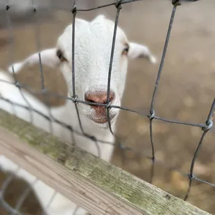a goat looking through a fence