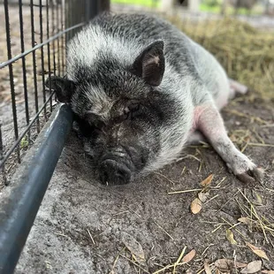 a pig sleeping in a cage
