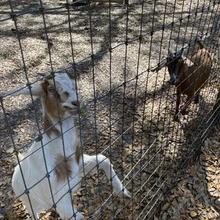 two goats in a fenced area