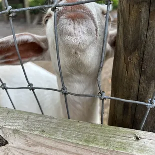 a goat looking through a fence