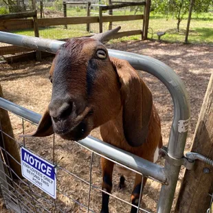 a goat in a fenced area