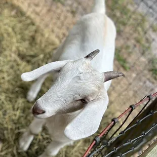 a white goat looking up at the camera