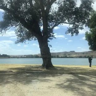Big tree at Lake Ming on 05/07/22