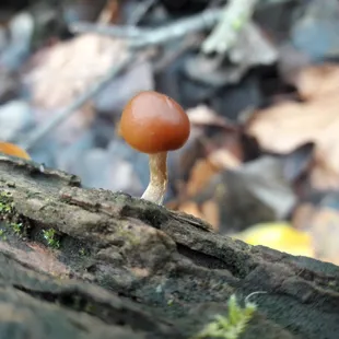 tiny mushroom