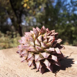 pinecone