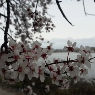 flowers by lake natoma