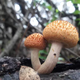 mushrooms growing near Lake Natoma