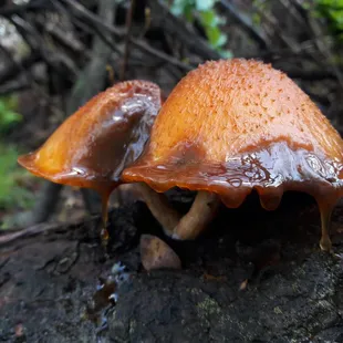 mushrooms that kinda look like oranges