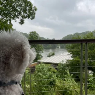 Marley loved the park too!