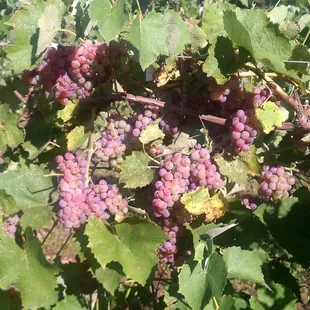 a bunch of grapes on the vine