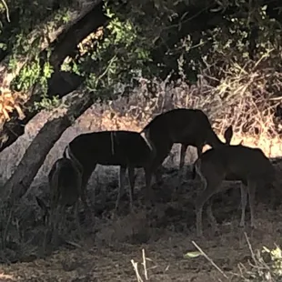Families of deer so friendly &amp; all around!