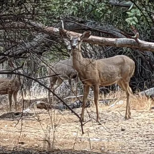 Deer roaming my campsite.
