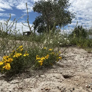 The wild flowers yellow and white