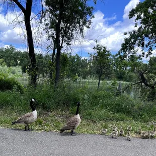 Family of ducks! Too cute.