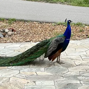 The peacock that likes to chill in the front of the campground.