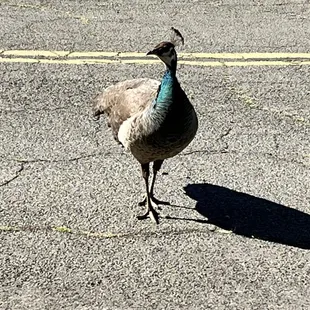 Peacock crossing the street
