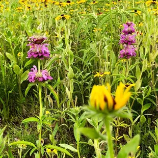 Wildflowers at Lake Thunderbird