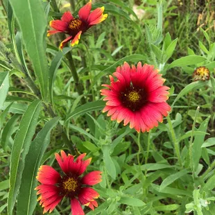 Wildflowers at Lake Thunderbird