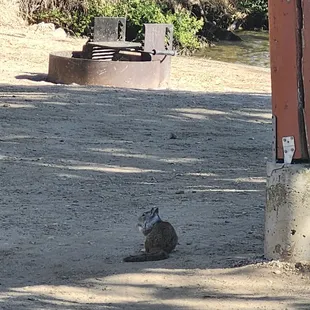 Well fed cutie sitting between campsite 1 &amp; 2