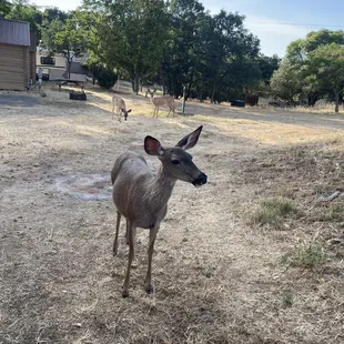 The deers come right up to you and not afraid in the least!