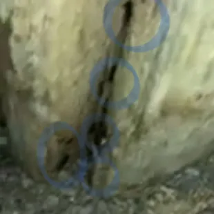 Cockroach Infestation at the lakeside cabanas