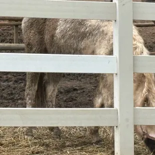 Horses filthy, eating off of the mud and excrement