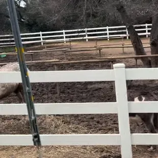 Dry hay placed on top of mud from past rains, including excrement