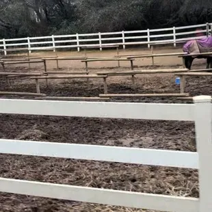 Filthy conditions, No space for horses to get away from mud and excrement