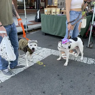 The cutest doggos wearing hats