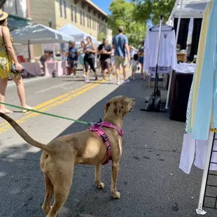 The Saturday Farmer's Market in Lakeland is dog-friendly!