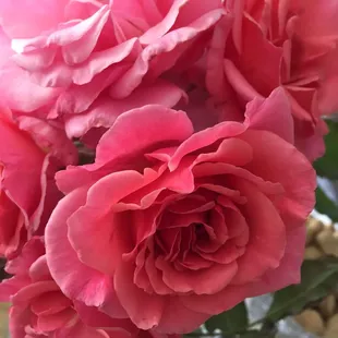 Roses appear at Lakeman's in spring.