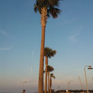 At the lakefront across from Mardi Gras Fountain.