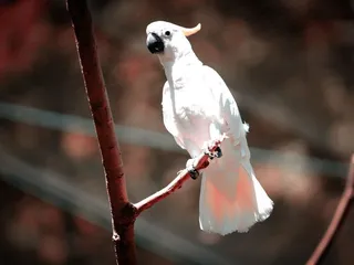 Kansas City Zoo & Aquarium