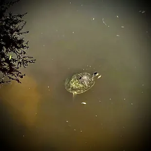 Turtles!